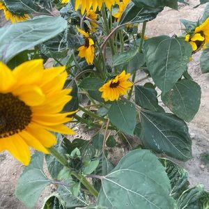 Meet your Posher, Isabella